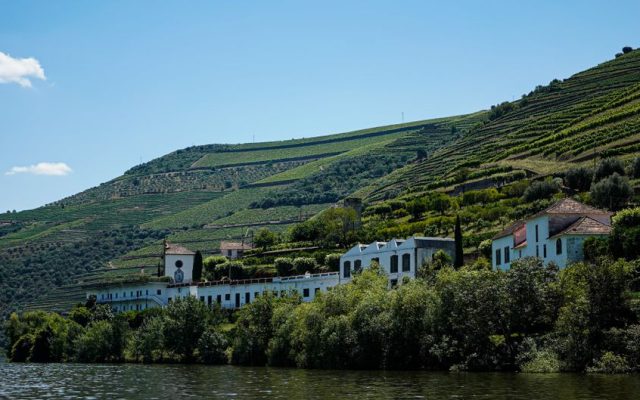 A bottle of Douro white wine among vineyard terraces