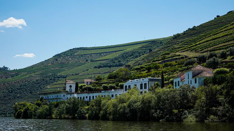A bottle of Douro white wine among vineyard terraces