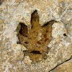 Fossilized dinosaur footprints in Portuguese limestone rock