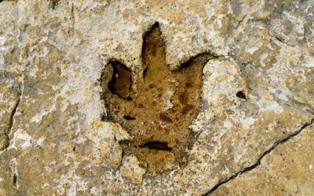 Fossilized dinosaur footprints in Portuguese limestone rock