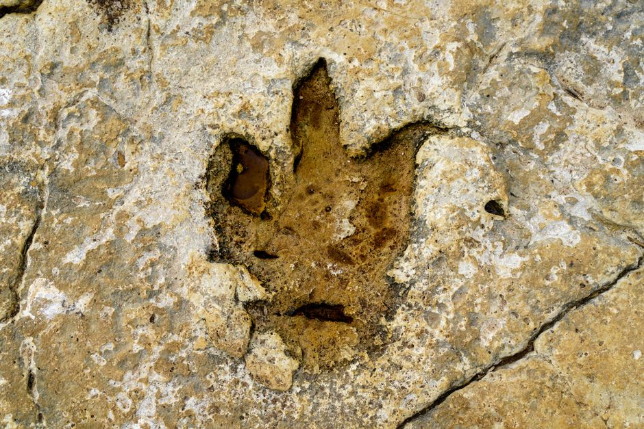 Fossilized dinosaur footprints in Portuguese limestone rock